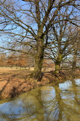 Large plants on the bank of a small river