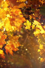 Plakat Autumn leaves on sunny background. Banner with blurred background. Cozy fall mood. Season and weather concept, light bokeh