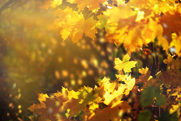 Orange, yellow maple leaves background. Golden autumn concept. Sunny day, warm weather. Banner with light bokeh