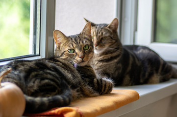 Two lazy domestic tiger cats lying on window sill relaxing