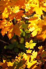 Orange, yellow maple leaves background. Golden autumn concept. Sunny day, warm weather. Banner with light bokeh