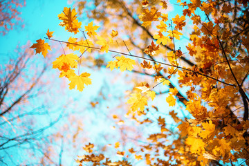 Autumn yellow leaves on blue sky background. Golden autumn concept. Sunny day, warm weather.