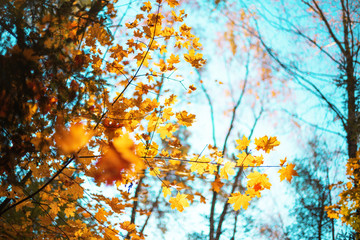 Obraz na płótnie Canvas Autumn yellow leaves on blue sky background. Golden autumn concept. Sunny day, warm weather.