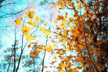 Golden autumn concept with copy space. Sunny day, warm weather. Autumn yellow leaves on blue sky background.