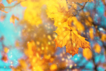 Autumn yellow leaves on blue sky background. Golden autumn concept. Sunny day, warm weather.