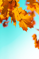 Fototapeta na wymiar Golden autumn concept with copy space. Sunny day, warm weather. Autumn yellow leaves on blue sky background.