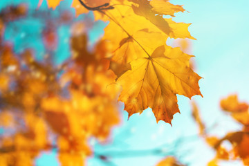 Golden autumn concept with copy space. Sunny day, warm weather. Autumn yellow leaves on blue sky background.
