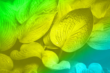 Fototapeta na wymiar Nature concept. Top view. Green leaves texture in trendy neon colors. Rainbow gradient background with copy space. Tropical leaf texture.