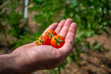 Freshly picked cherry tomatoes, in urban garden