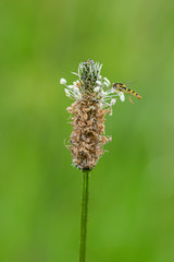 Male sphaerophoria scripta (the long hoverfly)