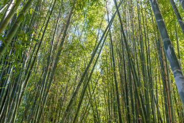 Bamboo grove, Australia