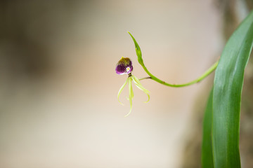 Orchid Flower Isolated In The Wild With Copy Space