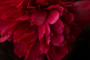 Naklejka premium peony flower closeup