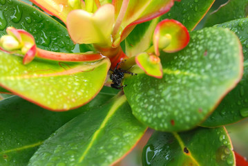 Jumping spider photographed in Guarapari, Espirito Santo. Picture made in 2007.