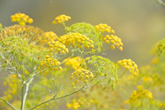รูปภาพFerula – เลือกดูภาพถ่ายสต็อก เวกเตอร์ และวิดีโอ829 | Adobe Stock