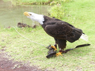 Aguila real