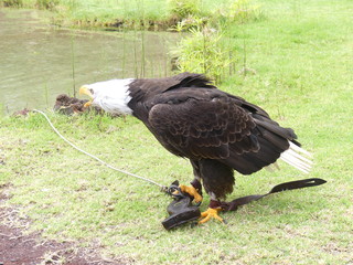 Aguila real