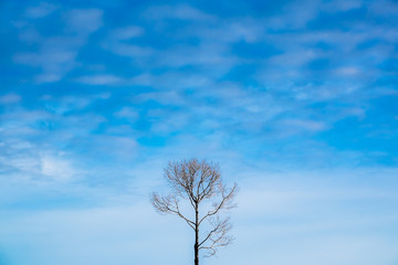 the dead tree with blue sky