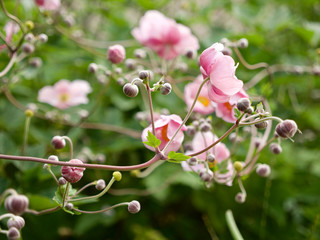 medium long shot of the blossoms of an anemone the ranunculacease