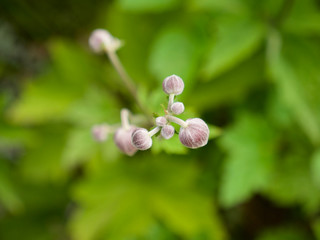 close up of a blossom of an japanese anemone with closed blossoms