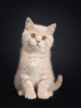 Cute creme British Shorthair kitten, sitting facing front. Looking beside camera with orange eyes. Isolated on black background.