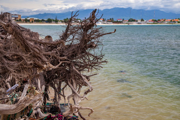 Fototapeta premium beautiful background with tree roots on beach