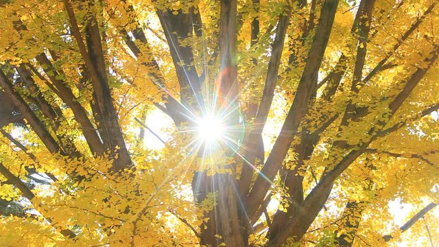 Ginkgo biloba tree with yellow leaves in autumn