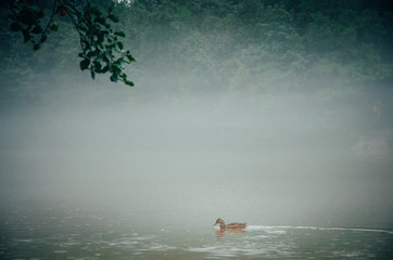 Duck float on misty river