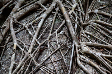 beautiful background with tree roots on  wall