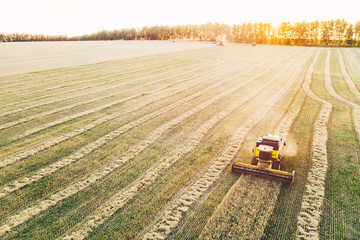 Combine harvester working on a wheat field. Harvesting wheat.