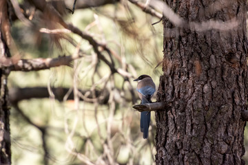 Bird on branch waiting to take flight