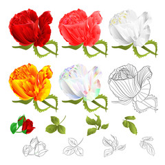 Roses buds red pink white yellow colored and outline  and leaves vintage  on a white background  vector illustration  hand draw editable