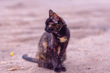 Obraz premium tri-color cat on the street