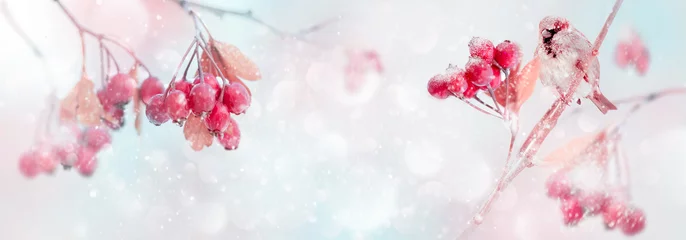 Foto op Aluminium Winter tender magic forest tale. Red bright berries and sparrow in a snowy park. Winter and autumn concept. Free space for text. Wide format. © delbars