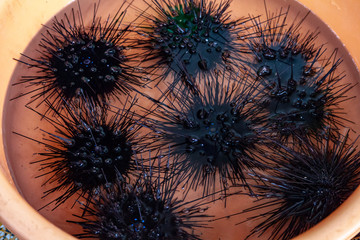 Black sea urchin. (Arbacia lixula) on the market