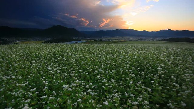 Panning wide shot of buckwheat field and mountains at sunset