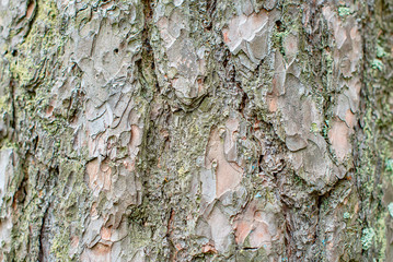 brown tree bark close up