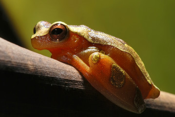 Elegant forest treefrog photographed in Guarapari, Espirito Santo. Southeast of Brazil. Atlantic Forest Biome. Picture made in 2007.