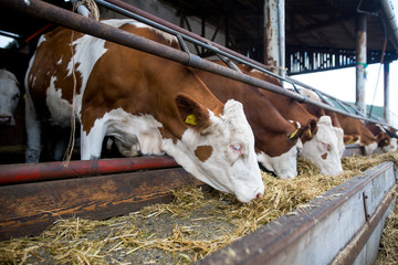 Cows in a row eating from the through full of hay in the large farm, agriculture concept