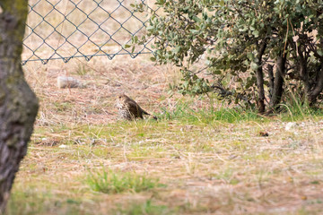 Bird looking for food by the grass