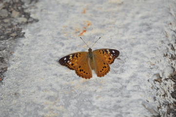 Orange butterfly