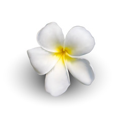 Realistic plumeria flower, vector illustration