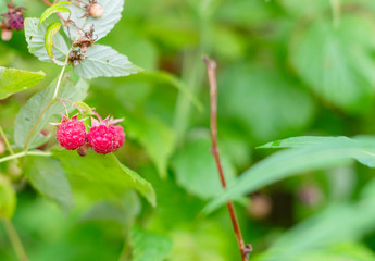 wild raspberry in the forest