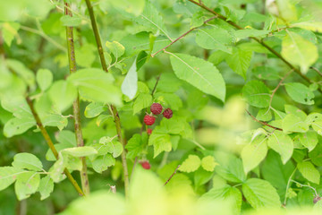 wild raspberry in the forest