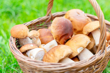 full basket of wild mushrooms