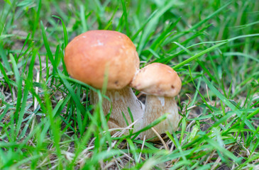 boletus grows in the grass in the forest