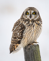 Short eared owl in the winter