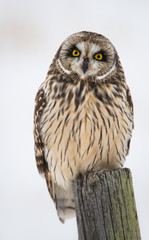 Short eared owl in the winter