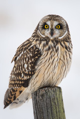 Short eared owl in the winter