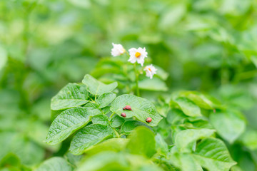 Colorado beetles on potato leaves